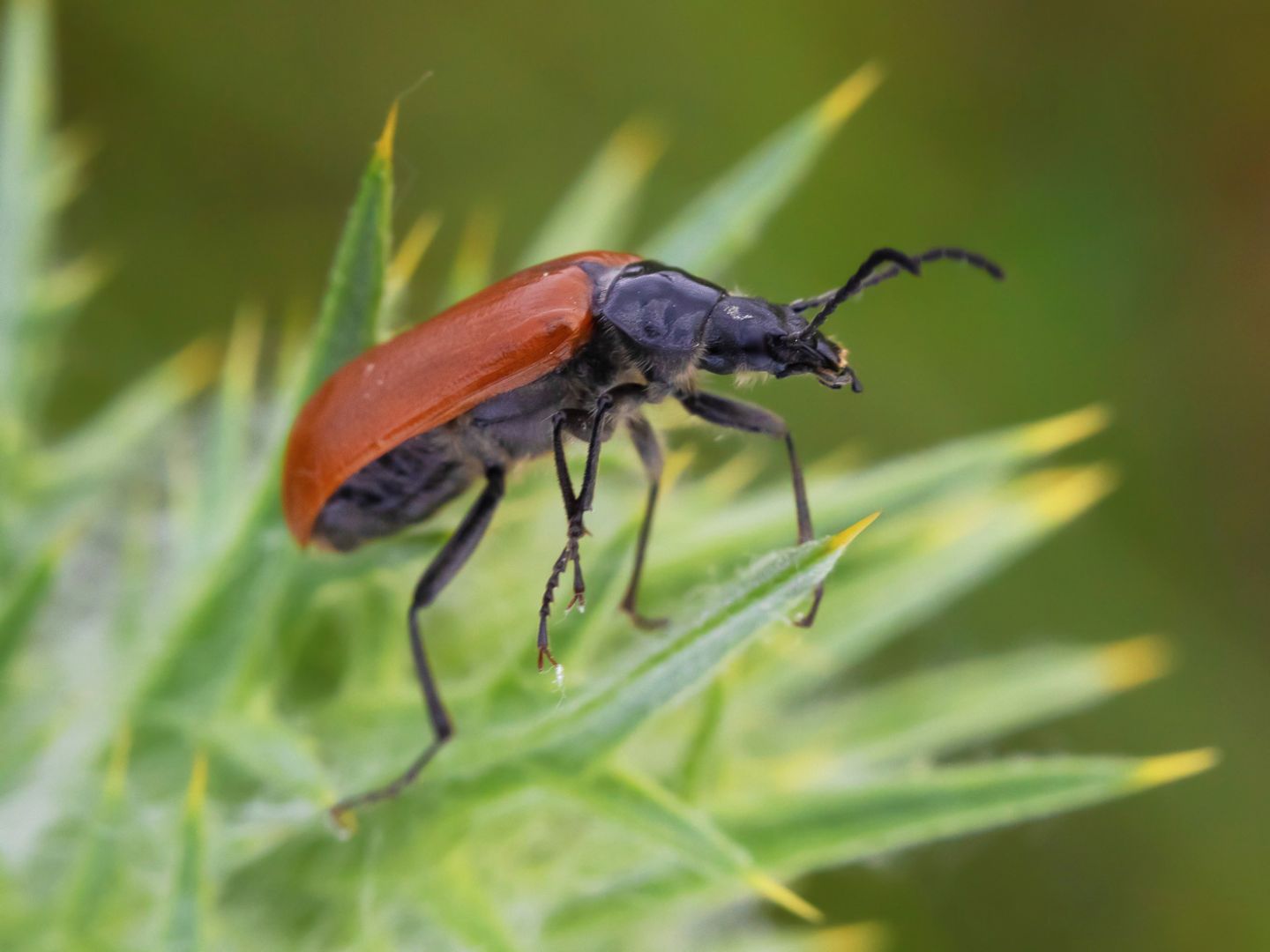 Tenebrionidae Alleculinae: Omophlus sp.